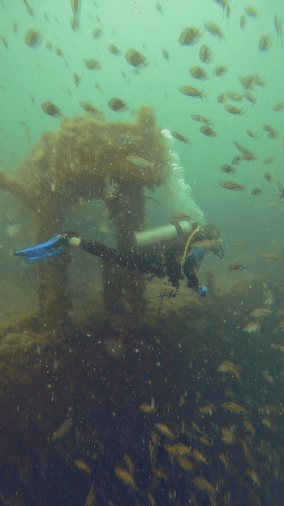 Vibrant Coral Reefs near Coron